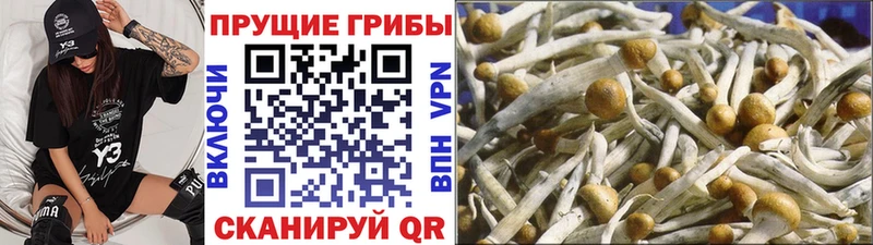 Галлюциногенные грибы Psilocybe  Звенигород 